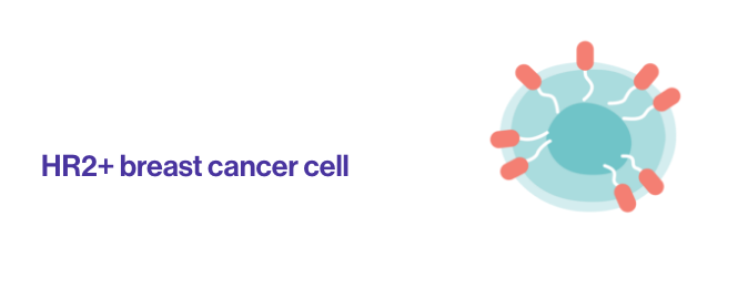 HR2+ breast cancer cell