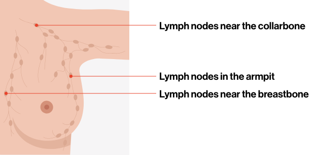 lymph nodes