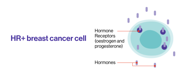 HR+ breast cancer cell
